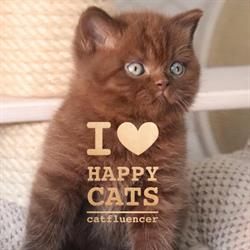 Cattery Ubasti & Happy Whiskers, Webshop & Cat Spa ,Grooming (trimmen van katten)