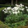 Callens Rino Tuinaanleg