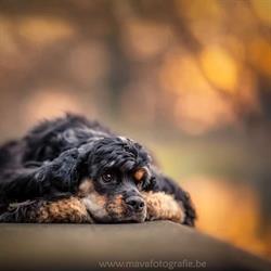 Mava Fotografie