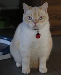 Chez Snowball
