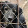 Gedragscoach Yasmin - Help mijn hond