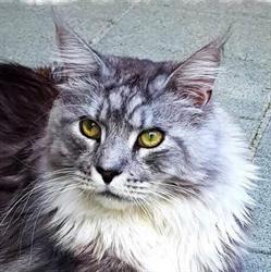 Chatterie de la Gloire des Maines
