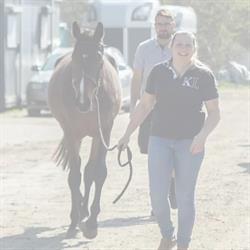 Bellando Horses