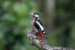 VMPA Natuurgidsen Brasschaat-Kapellen-Schoten