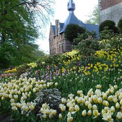 Alkemade Bloembollen - Bulbes à fleurs