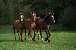 Stal ‘t Paradijs - Paardenopfok en geboortebegeleiding