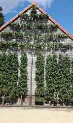 Museumtuin Gaasbeek