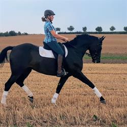 Haras de Libersart