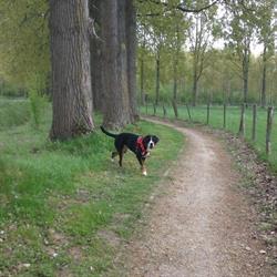 Dog Walk&Play - Dog Walking Walker - Brussels