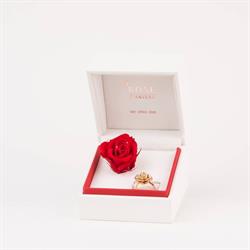 Rose d'Anvers