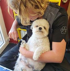 Le coeur sur la patte