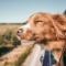Traveling-dog