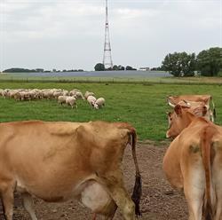 La ferme de la p'tite Jersey