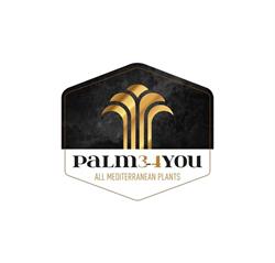 Palm3-4you