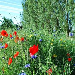 Ferme des Coquelicots