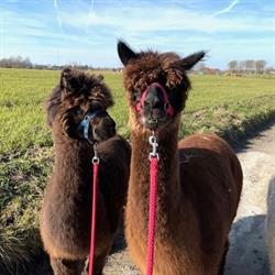 Alpaca Mundo