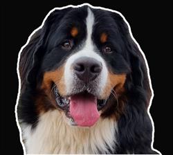 Berners Bravoure