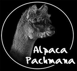 Alpaca Pachmana