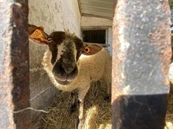 Ferme de l'Escafène