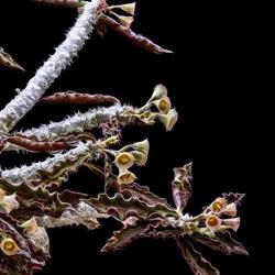 Observatoire du Monde des Plantes