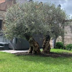 Olijfbomen, tropische planten en eikenhouten vaten