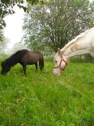 Asbl Au Pas Des Chevaux