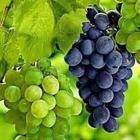 DK Arabian Wines
