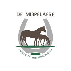 Stud de Mispelaere