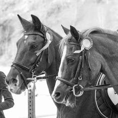 College Riding Of Cheval Roy