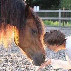 Horse Flow