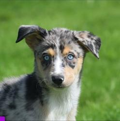 Pups en Zo
