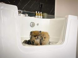 Gold Labels Pomeranian Spa Salon