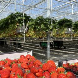 Royakkers Aardbeien Automaat