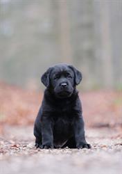 BGHSG geleidehonden