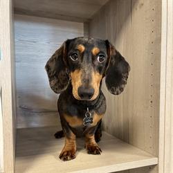 Vet-Solutions, pôle animaux de compagnie