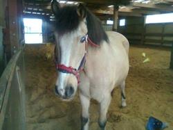 Poney club chez aurore