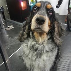 Trimsalon Koda