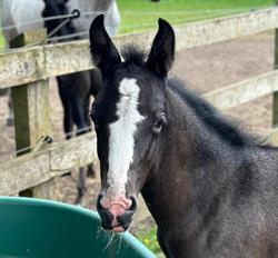 Lipizzanerhoeve