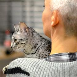 Cattery Amaunet Egyptian Mau Belgium