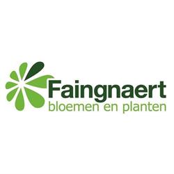 Faingnaert bloemen & planten