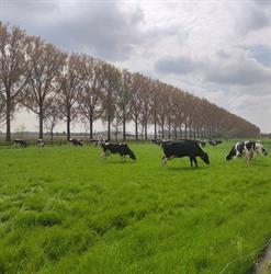 Clincke Hoevewinkel