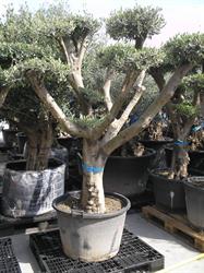Dimatrading Olijfbomen en fiberstone potten