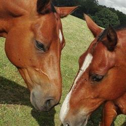 De freibergers , uitzonderlijke paarden