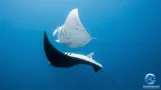 Photo mantas maldives aquaexposure